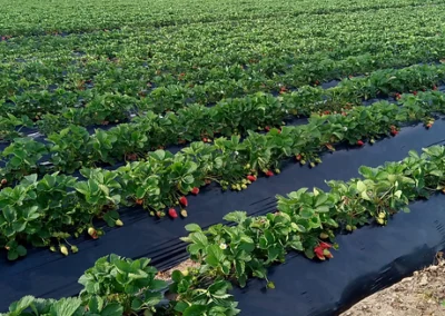Azienda Agricola Biologica Caramadre